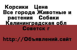 Корсики › Цена ­ 15 000 - Все города Животные и растения » Собаки   . Калининградская обл.,Советск г.